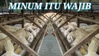 Pemberian minum domba dengan Roti expired - Minum itu wajib - peternak modern BWI - Dadung awuk