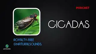 Cicadas / Royalty-Free Natural Sounds