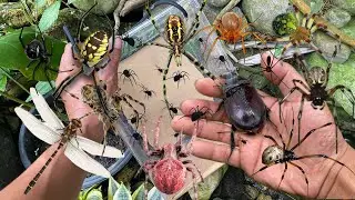 Hunting spider and catching beetle