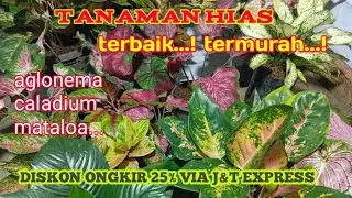 Tanaman hias yg murah WA 082282704836