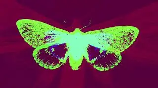 Tandem Mammals - Emergence to Imago (Official Video)