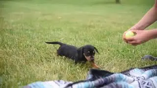 Miniature Dachshund Puppy for Sale David Eberly