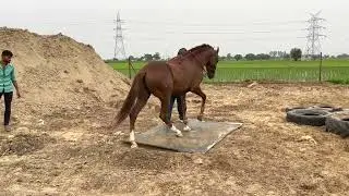 horse training at long riders ranch
