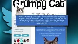 Internet sensation Grumpy Cat dies at age 7