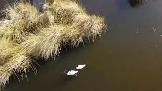 Black neck swan and flamingoes