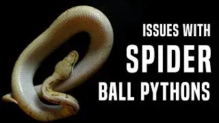 Spider Ball Python: Why it Needs to STOP (Neurological Issues)