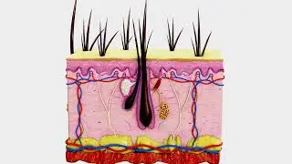 hair anatomy #3d #shorts #medical #education #cell #hair #medicalstudent #anatomy