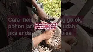 Cara membuat gagang golok pohon jambu, 💯 % anda juga bisa #brandayoutube #brandashorts #pandebesi