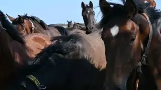 Hestehegn – komplet hegnsløsning hos Helgstrand Dressage