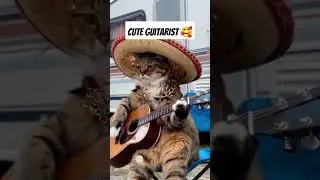 The cat guitarist #fyp #viralvideo #shorts #cute #cat #guitarist #trending #shortsfeed #funny