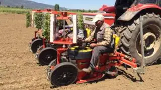 3 ROWS TOMATO TRANSPLANTER