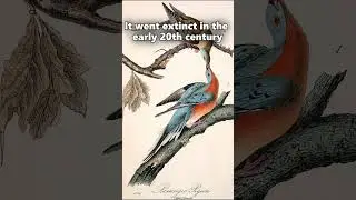 3 Facts About The Passenger Pigeon