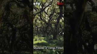 Unveiling the Mysteries of Congo  forest...
