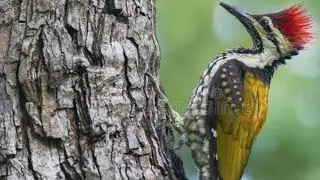 #birdwatching #birdsounds #birdsong #birdphotography #birdlovers #birdssinging #birdstagram #birding