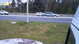 Pink Galahs defy traffic and dog