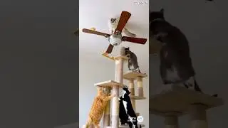 See? This is why I don&rsquo;t trust cheap cat towers😂#funny #cat
