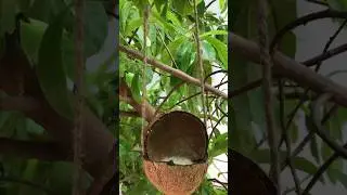 DIY easy bird feeder from coconut 🥥 #diy#birdfeeder#birds#garden#birdslover#diycrafts