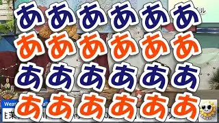 【#魚住茉由 & #小川千奈】ああああああああああ❗ / スタッフさんも思わず声を上げる大騒ぎの同期クロス🤣【#ウェザーニュース LiVE 切り抜き】