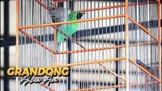 C ijo Grandong hyper tonjolan panjang panjang 🙏🙏🙏