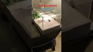 new house new lifestyle , let's get relaxing #turtle #relaxing #luxury