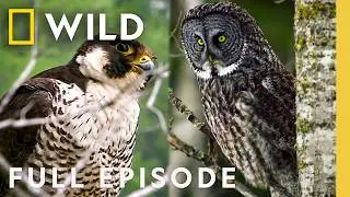Planet of the Birds (Full Episode) | DOCUMENTARY SPECIAL | Nat Geo Animals