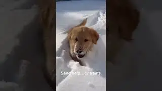 Puppy Meets Snow for the First Time &ndash; Hilarious Reaction!      #FunnyPuppy #PuppyFails #DogVideos