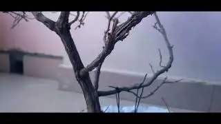 Serene Beauty of Nature: Bonsai Tree Earth Unplugged at Home