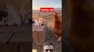 Funny cat videos#foryou #funny #viral #comedy #shorts #ytshorts