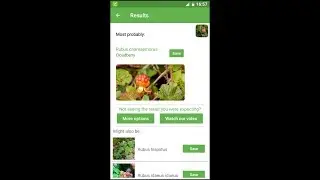 PlantSnap identifies a Cloudberry (Rubus chamaemorus)