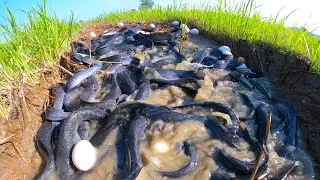 Top Hand Fishing, Fishing Skill, catching fish & picking duck eggs at rice field by hand