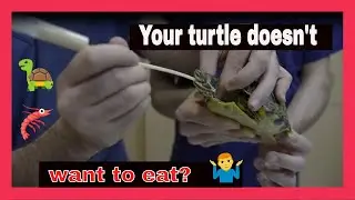 🐢 my TURTLE does'nt EAT, what to do if my TURTLE is NOT EATING?