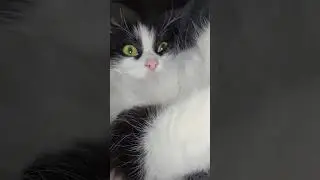 Эта неземная красота. This unearthly feline beauty