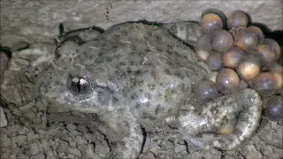 Sapo partero b&eacute;tico (Alytes dickhilleni) Betic Midwife Toad