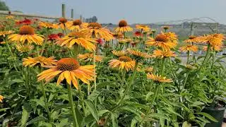 Echinacea Big Kahuna (Coneflower) / Beautiful 👌, Big, Fragrant Honey-Mango Bi-color Flowers