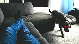 Was mein Hund tat, ist logisch NICHT ERKL&Auml;RBAR! (POV Storytelling)