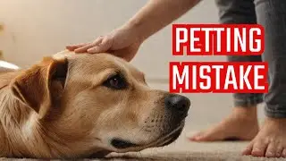 Petting Your Dog's Head Could Be a BIG Mistake! Shocking Facts | Dog Training | Try Not To Laugh