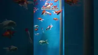 #fish #fishlover #fishkeeping #livefish  #aquariumphotography #hobby #fishing #viral #videoshort
