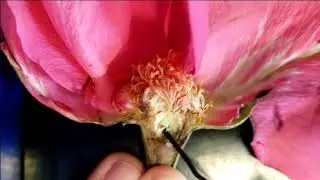 Botanical structures in a florist rose - Floral anatomy