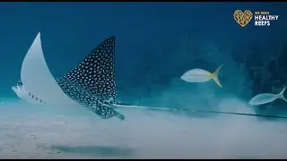 CCMI World Oceans Day 2020: Hope for Coral Reefs