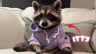 This Playful Raccoon Thinks She’s a Puppy — And Steals Everyone’s Heart