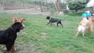 Psi kolednici