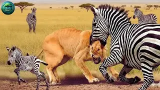 SERENGETI Realm of the Apex Predators &ndash; Survival of the Fiercest! #WildAnimals - Wildlife Documentar