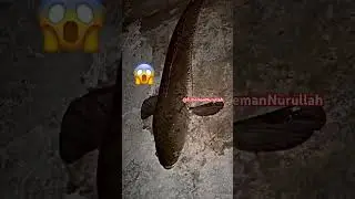 #fish #viral #subscribe #fishing #views #snakehead #shorts #amazing #fishing #youtubeshorts