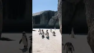 penguin group