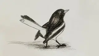 magpie drawing step by step | magpie drawing easy | drawing videos