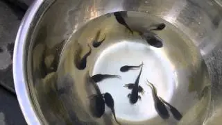 Animal Discoveries S1 E6 Frog Life Cycle