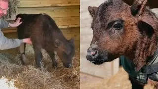 Baby Cow Was Left in the Freezing Cold, but Look at Him Now!