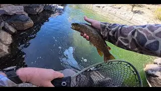 Canyon fly fishing in brown town.