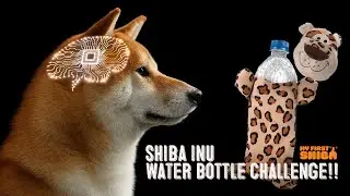 Shiba Inu Water Bottle Treat Challenge - How To Mentally Stimulate Your Shiba!