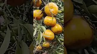 Mandarinas #plantas